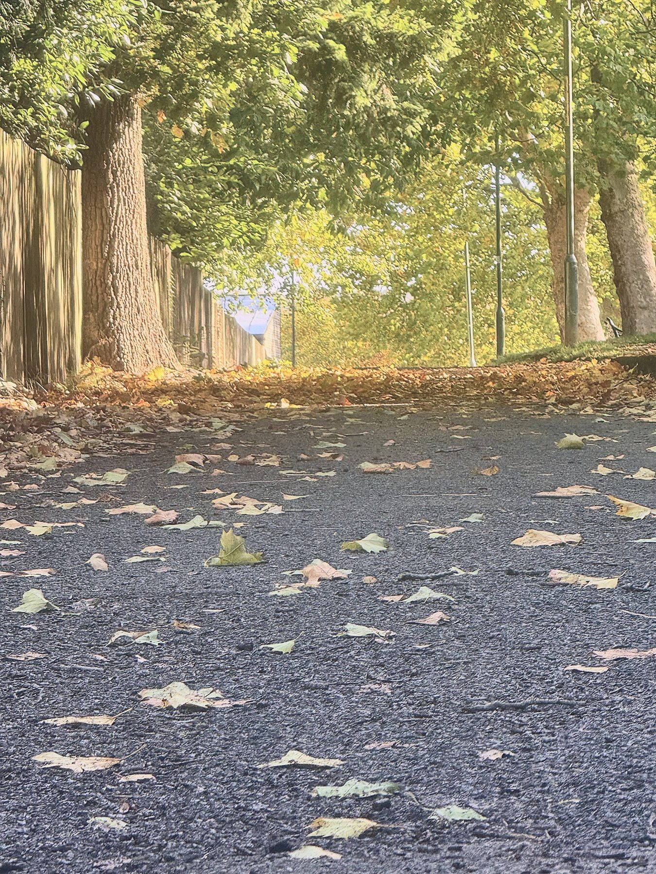 Autumn leaves on a Sevenoaks path