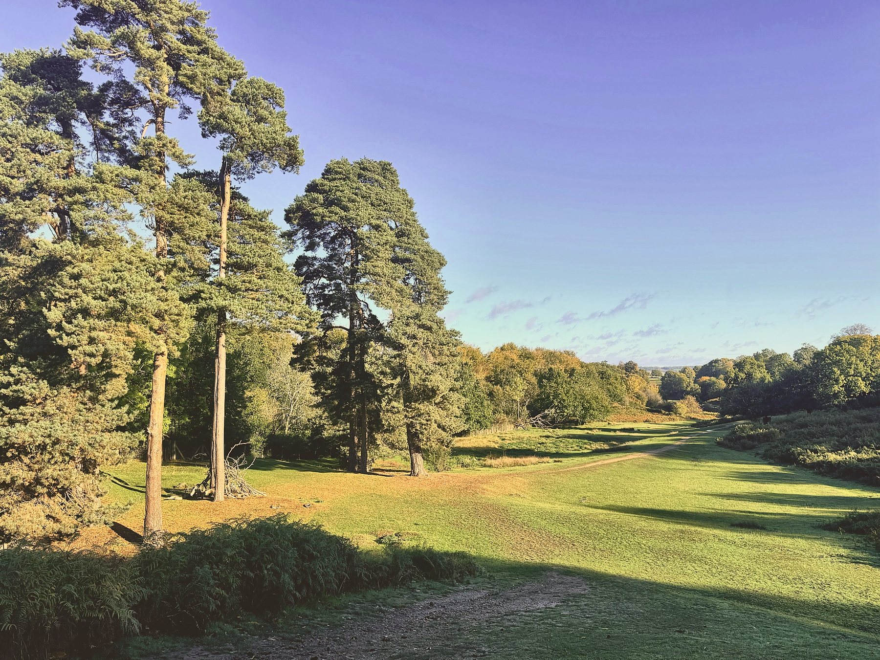 Knole Park, Sevenoaks, in autumn sun